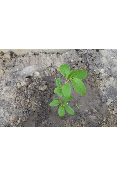 Посадка актинідії Чан Бай Гіант